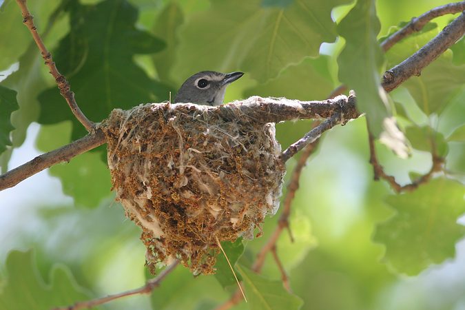 Plumbeous Vireo, Custer State Park, South Dakota, United States