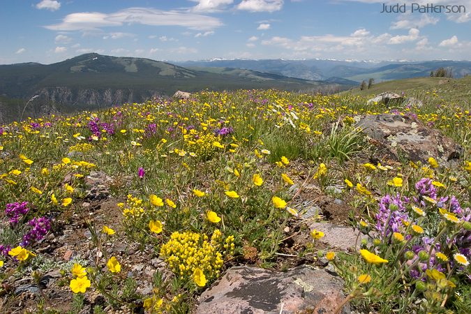 Spring Arrives on Mt. Washburn, Yellowstone National Park, Wyoming, United States