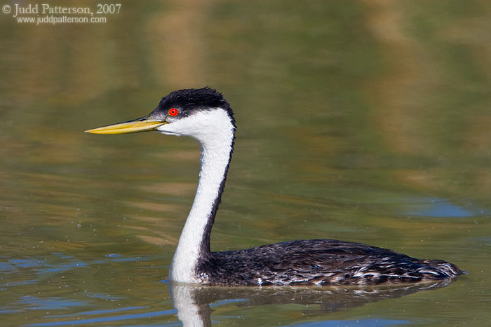 Western Grebe, Bear River Migratory Bird Refuge, Utah, United States