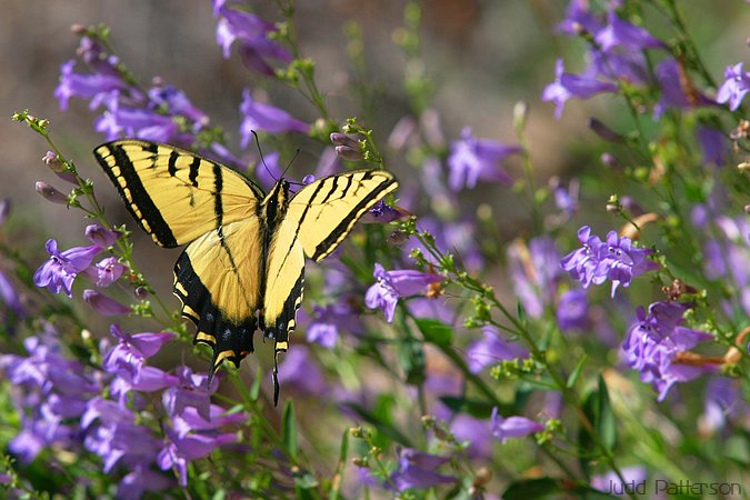 ...a-flutter..., near Ogden, Utah, United States