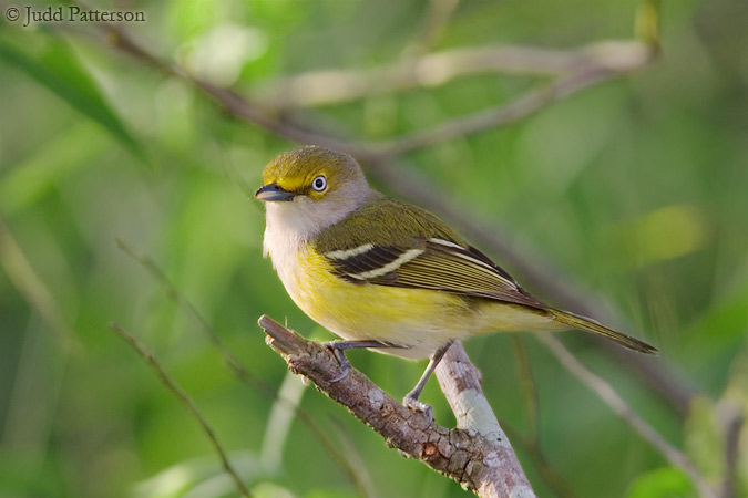 White-eyed Vireo, Everglades National Park, Florida, United States