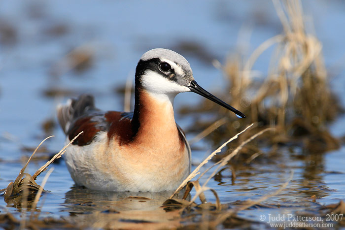 Wilson's Phalarope, Quivira National Wildlife Refuge, Kansas, United States