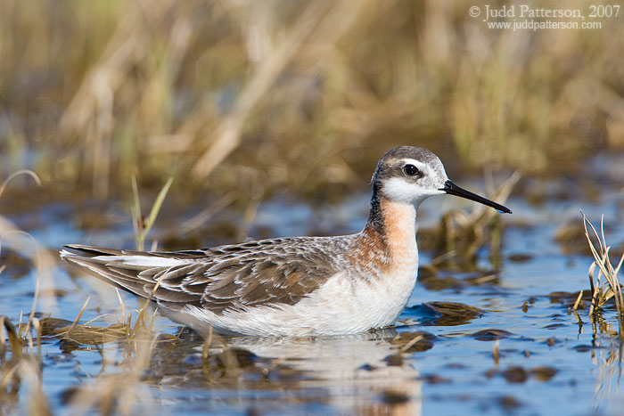 Wilson's Phalarope (male), Quivira National Wildlife Refuge, Kansas, United States