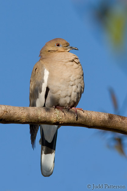 White-winged Dove, Castellow Hammock, Miami, Florida, United States