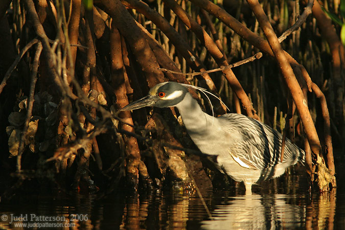 Yellow-crowned Night Heron, Ding Darling National Wildlife Refuge, Florida, United States