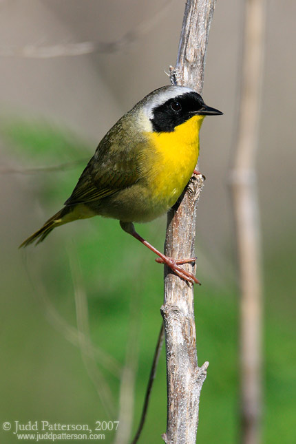 Common Yellowthroat, Cheyenne Bottoms, Kansas, United States