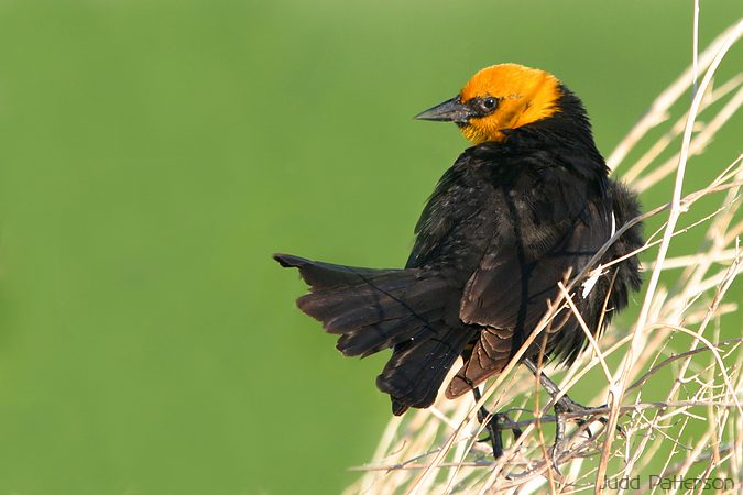 Yellow-headed Blackbird, Farmington Bay WMA, Utah, United States
