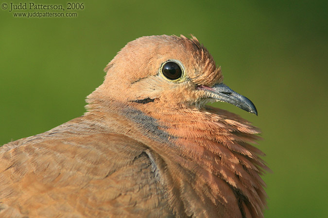 Zenaida Dove, St. Croix, U.S. Virgin Islands, United States