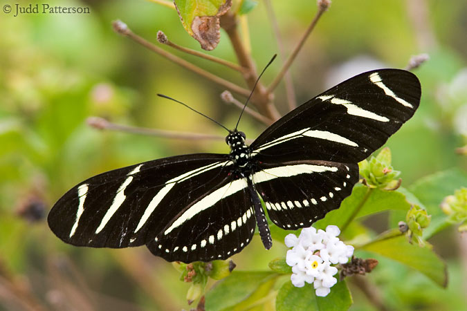 Zebra Longwing, Cape Florida State Park, Miami, Florida, United States