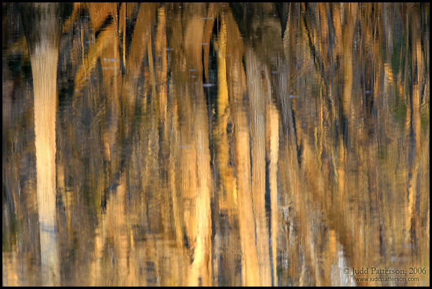 Cypress reflections