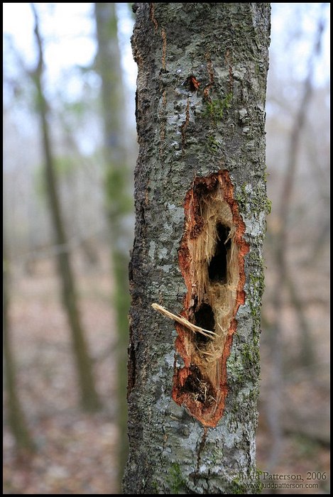 Pileated Woodpecker workings