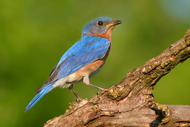 Eastern Bluebird