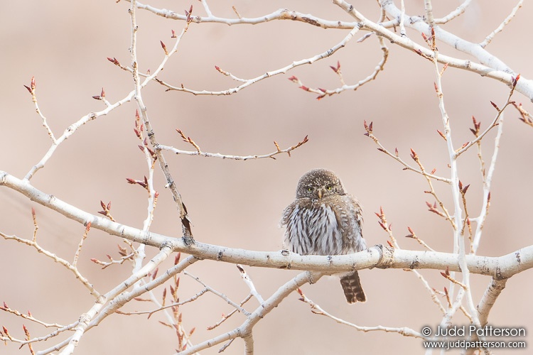 Northern Pygmy-Owl, Boulder County, Colorado, United States