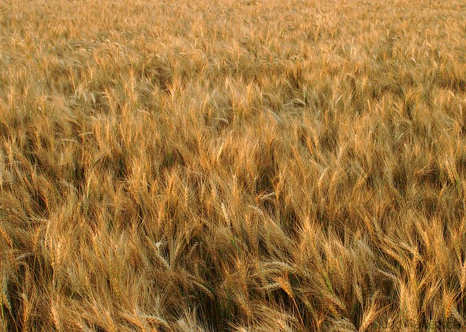 Kansas Wheat, Konza Prairie, Kansas, United States